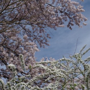 「ユキヤナギと桜」