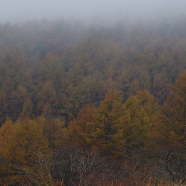 「霧と秋の森」