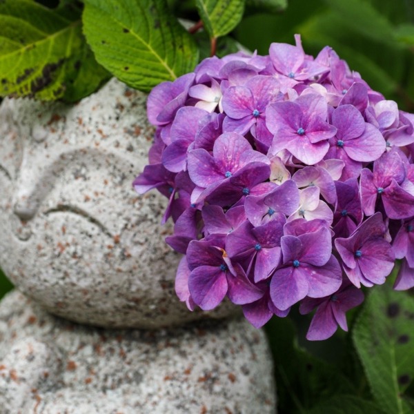 大聖寺の紫陽花