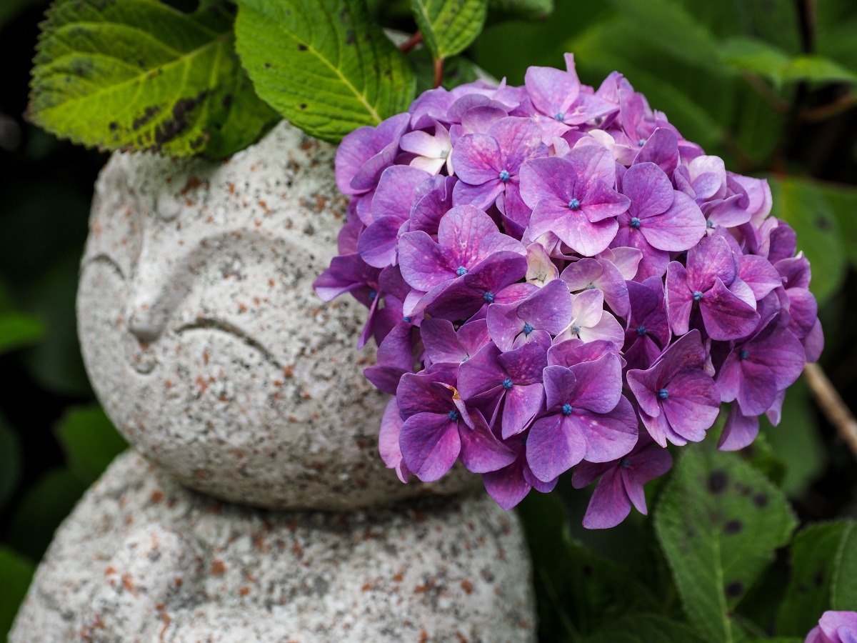 大聖寺の紫陽花