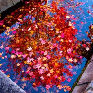 逆さ紅葉