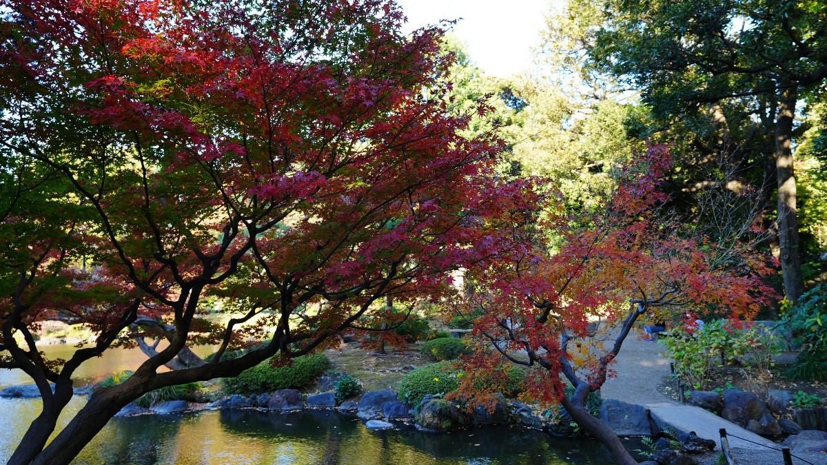 旧古河庭園の紅葉2020彩✨