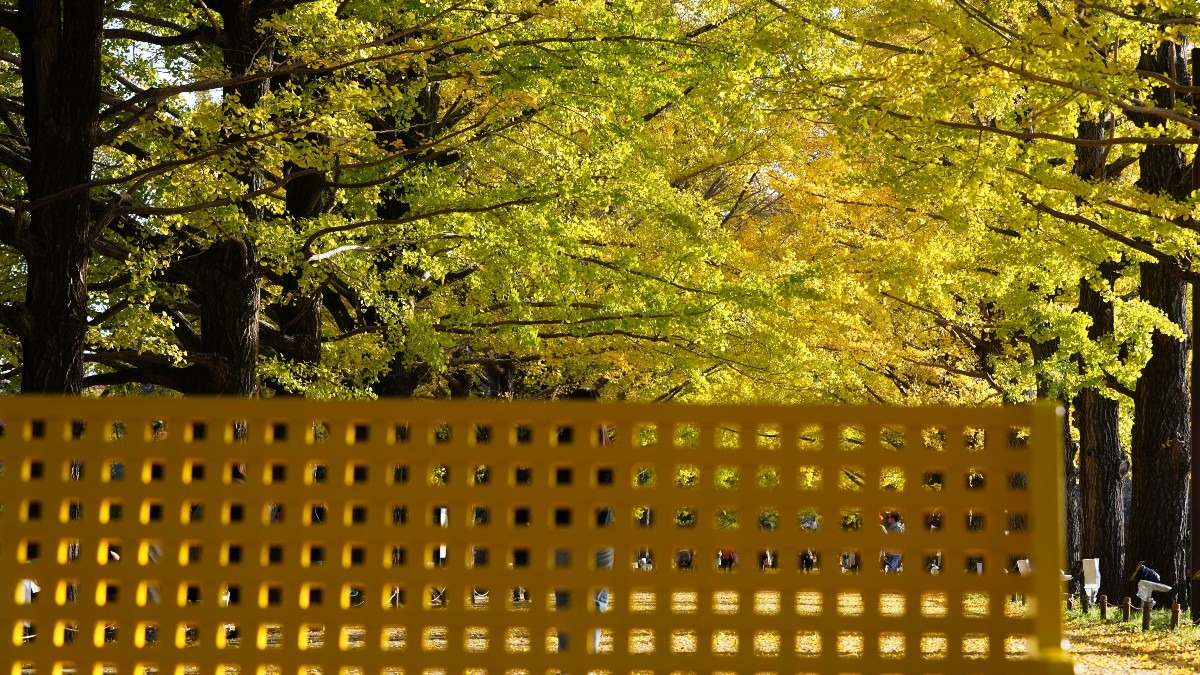 昭和記念公園：かたらいのイチョウ並木✨黄葉