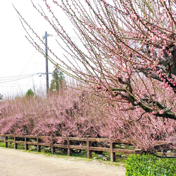 普光寺の臥龍梅