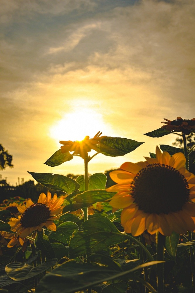 Sun on the sunflower