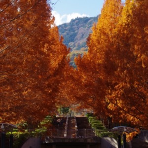 富士川クラフトパーク「メタセコイア並木の紅葉」