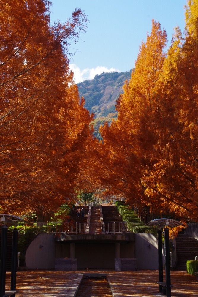 富士川クラフトパーク「メタセコイア並木の紅葉」