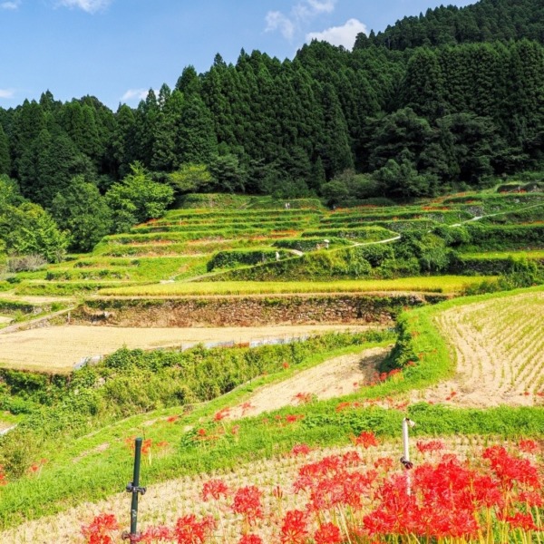 つづら棚田