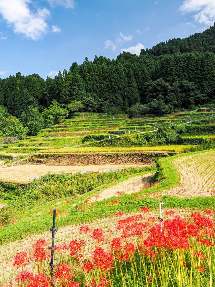 つづら棚田