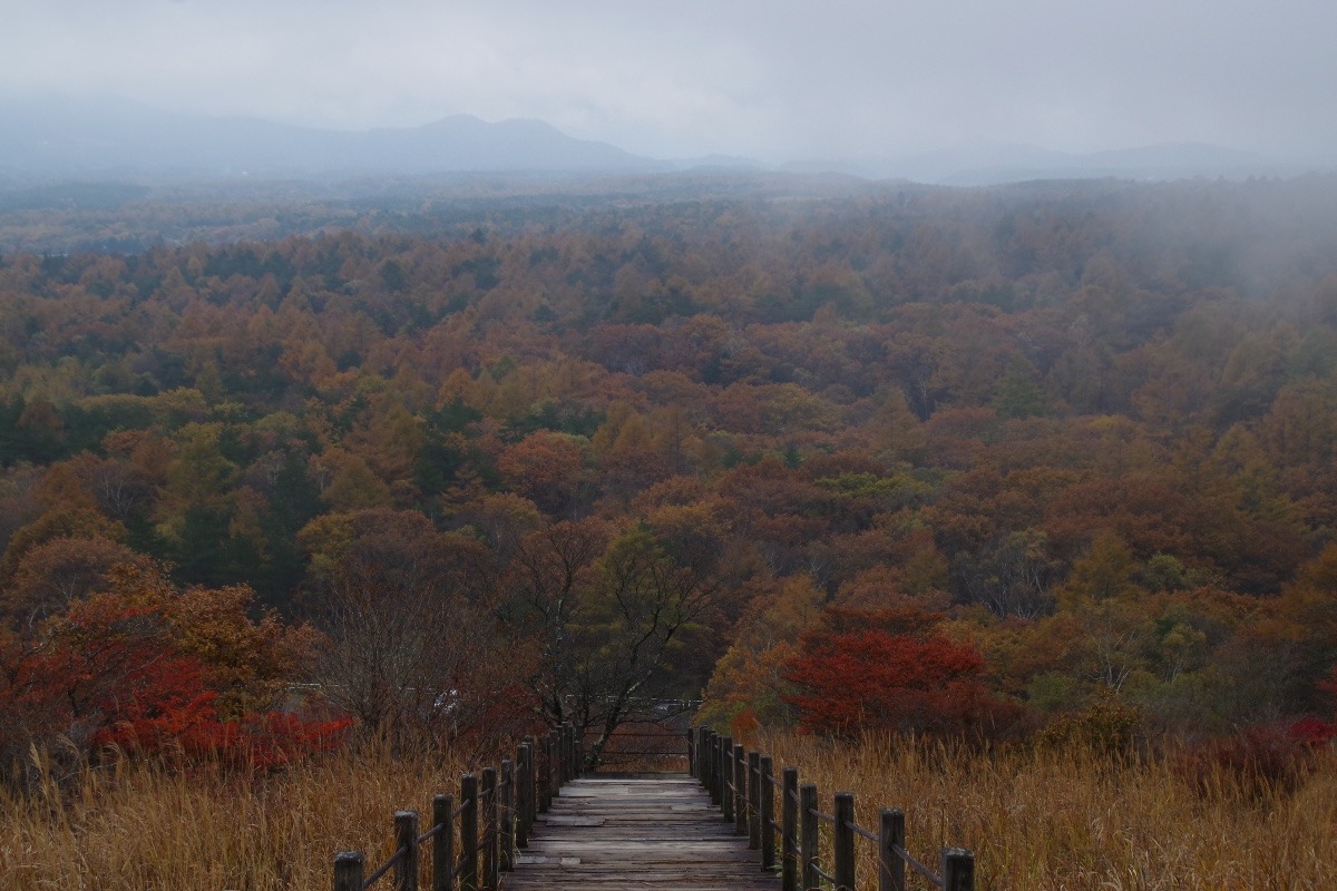 清里高原「美し森」の紅葉