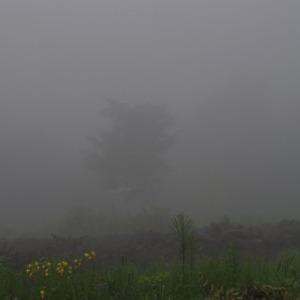 「霧の朝」