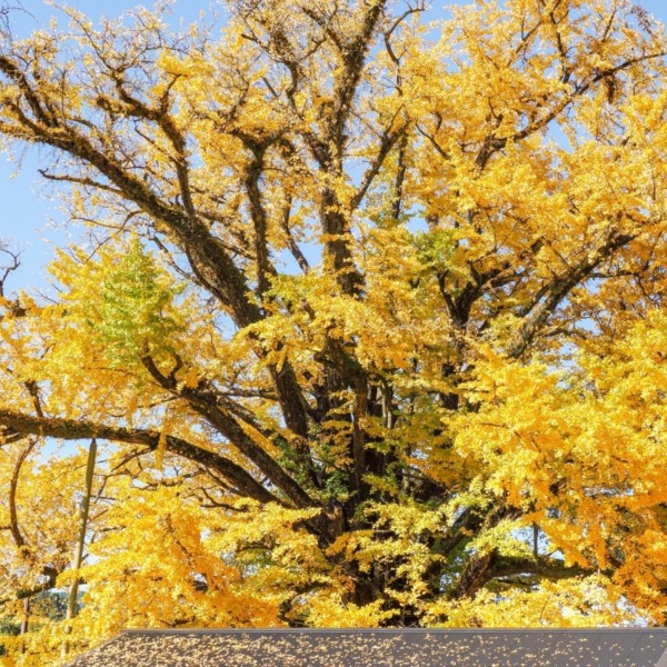 下城の大イチョウ