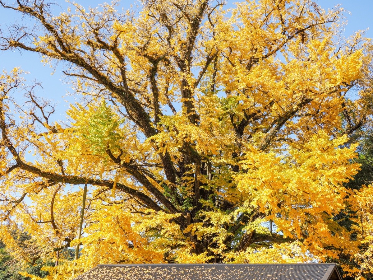 下城の大イチョウ