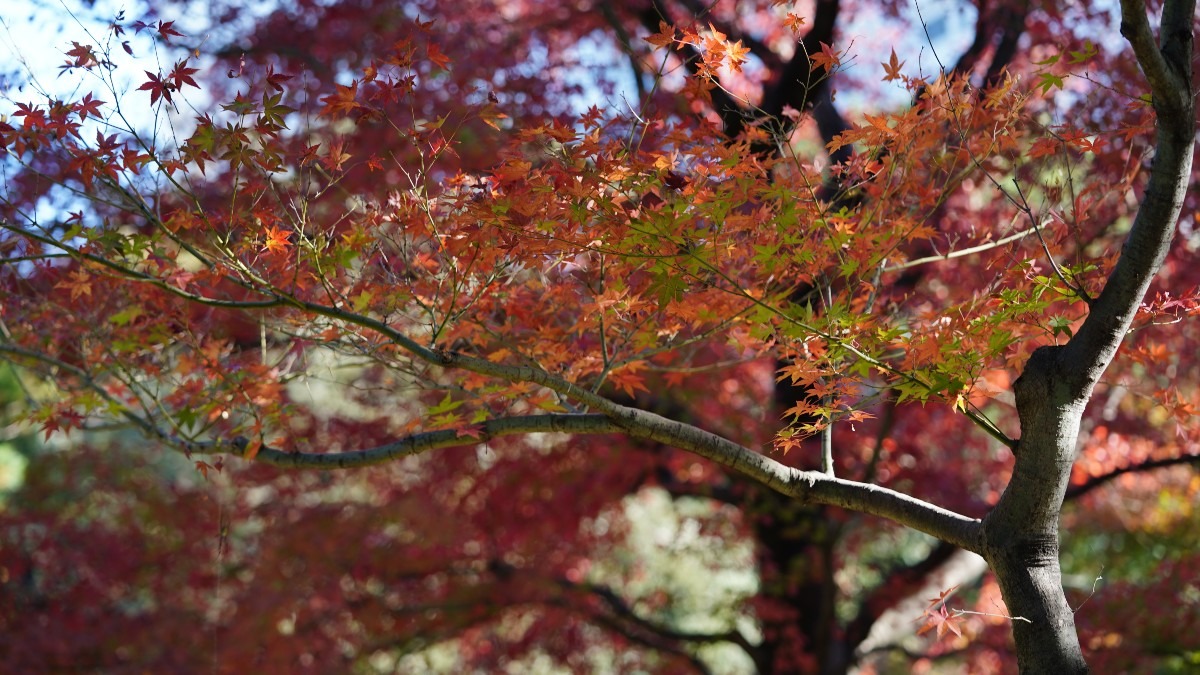 旧古河庭園の紅葉2020彩✨晩秋の漂い