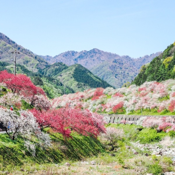 花桃の里