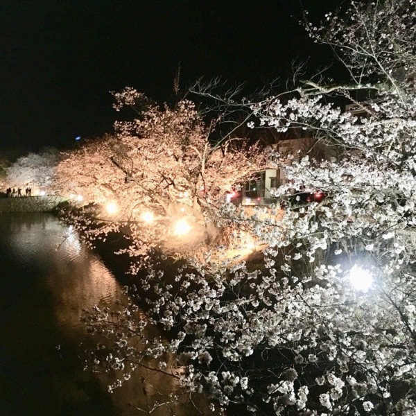 お堀の夜桜