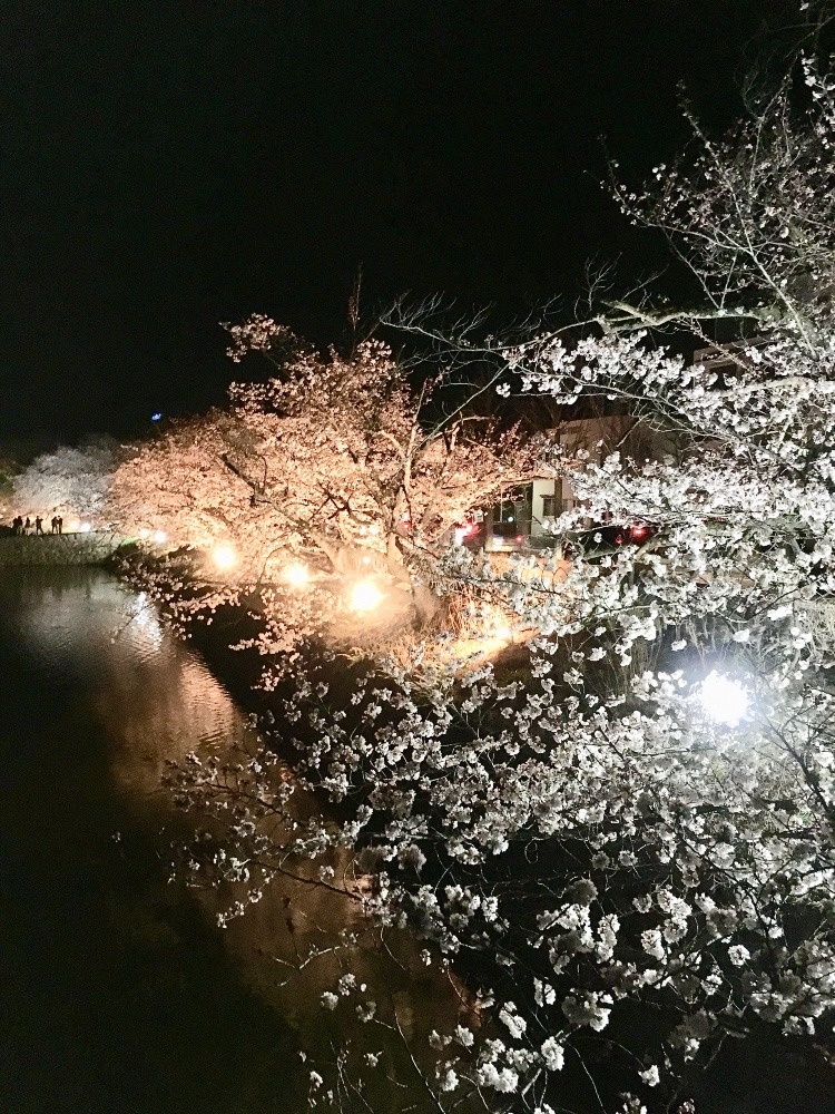 お堀の夜桜