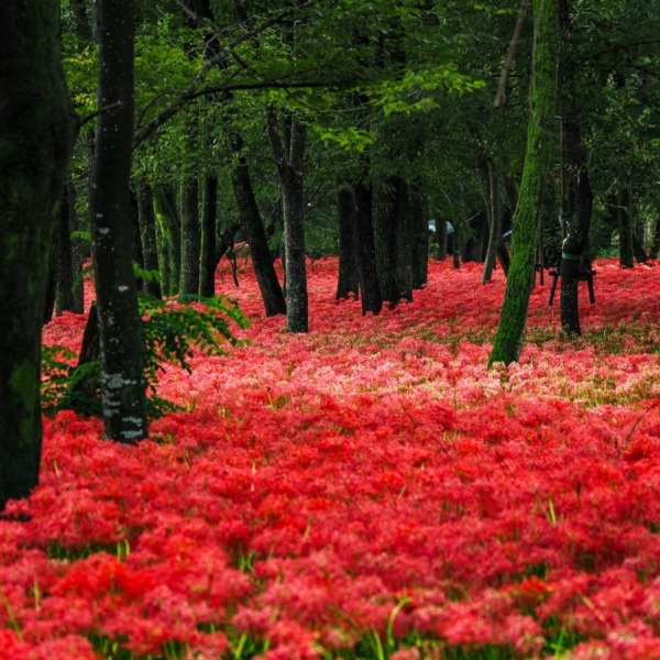 巾着田曼珠沙華公園