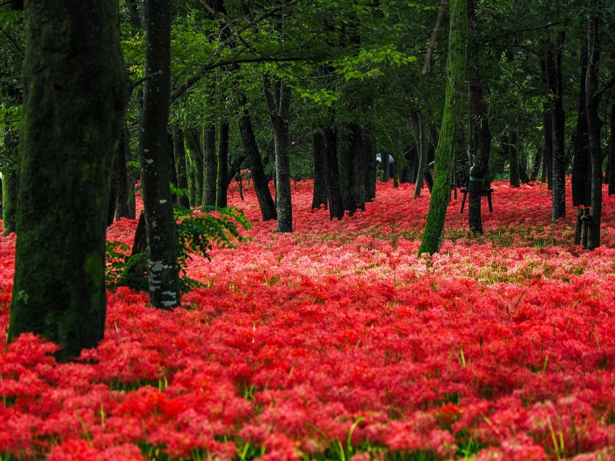 巾着田曼珠沙華公園