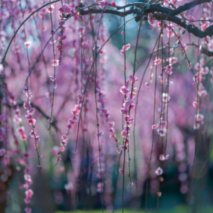 枝垂れ梅祭り