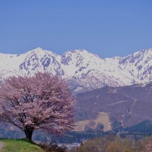 白馬一本桜