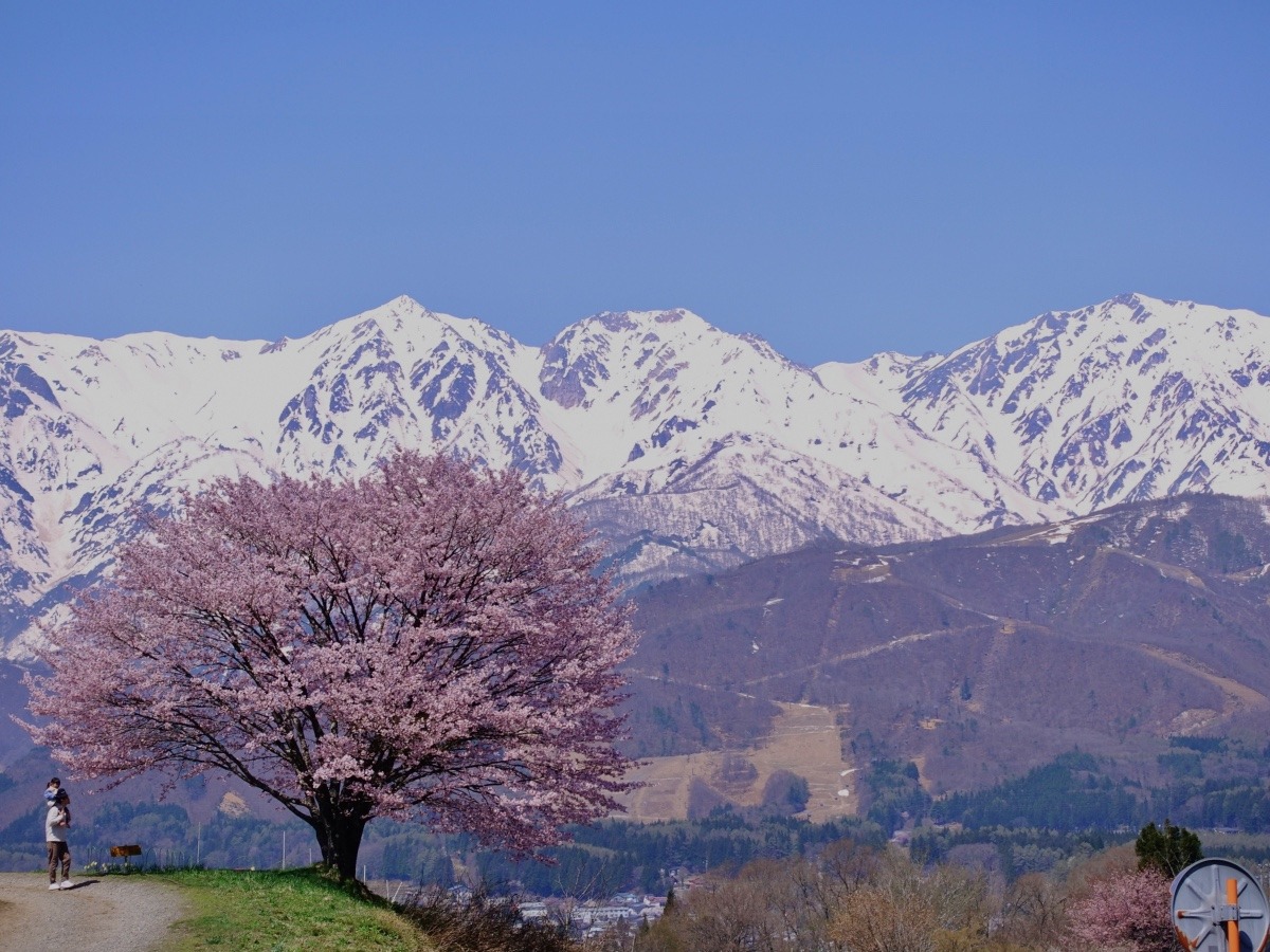 白馬一本桜