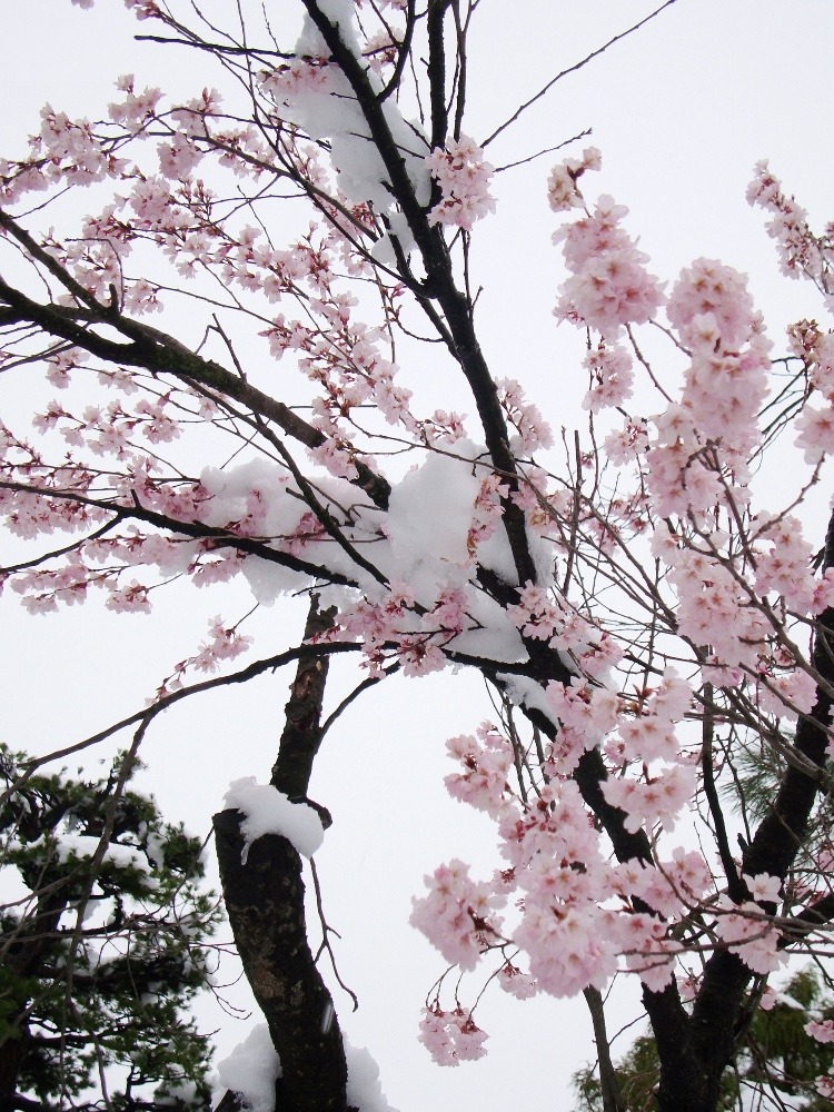 3月末の桜