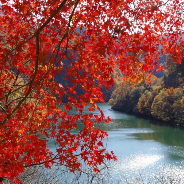 「輝く湖面と紅葉」