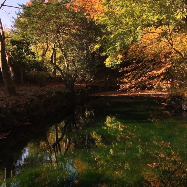 紅葉と緑の池