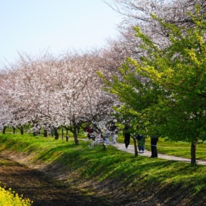 権現堂公園の春2021💖菜の花・桜コラボ