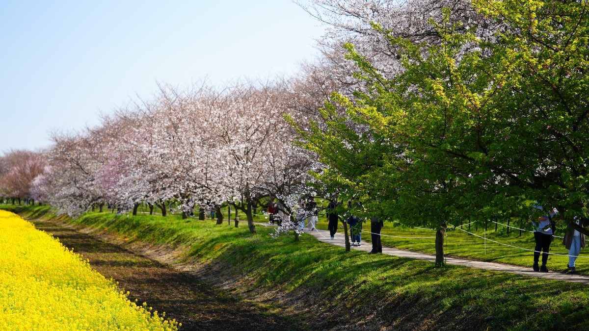 権現堂公園の春2021💖菜の花・桜コラボ