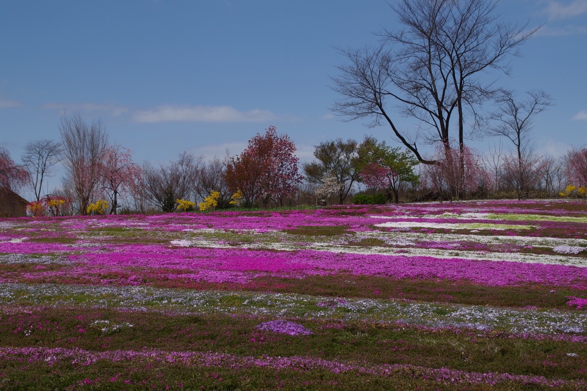 「芝桜の絨毯」