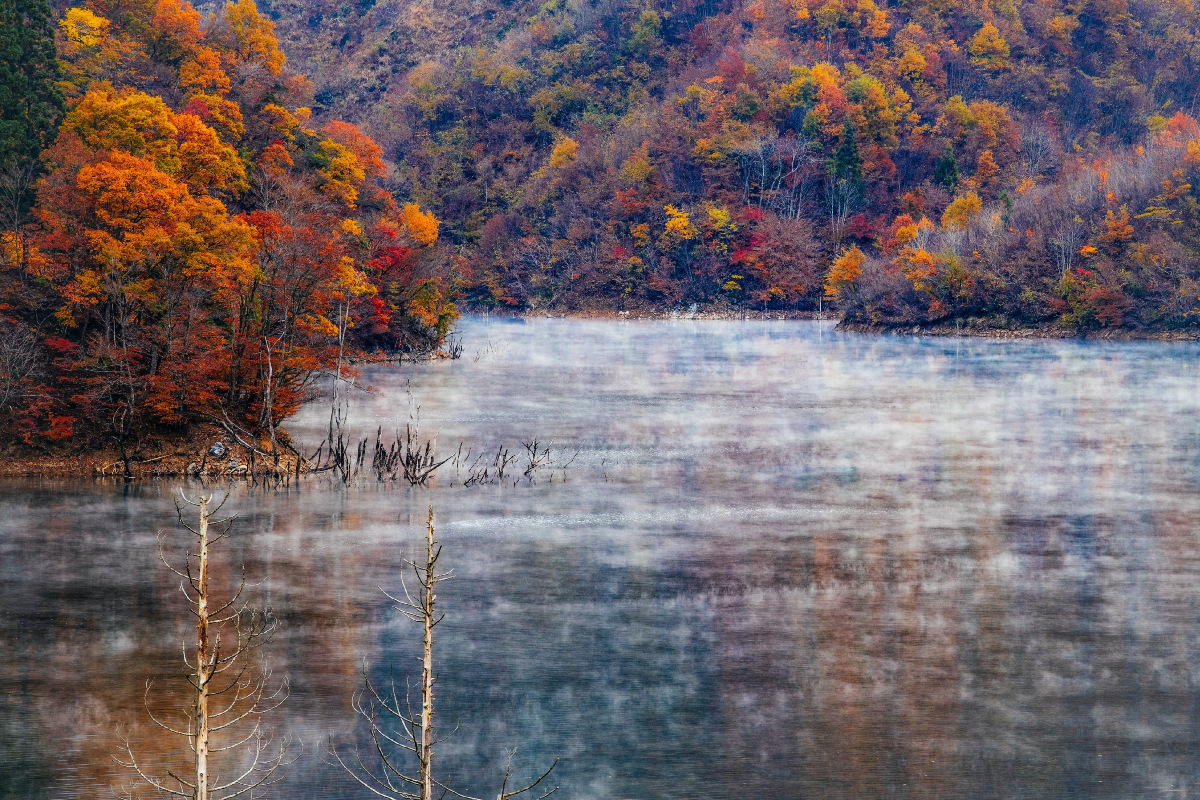 徳山ダム湖　紅葉　自然は生きてる