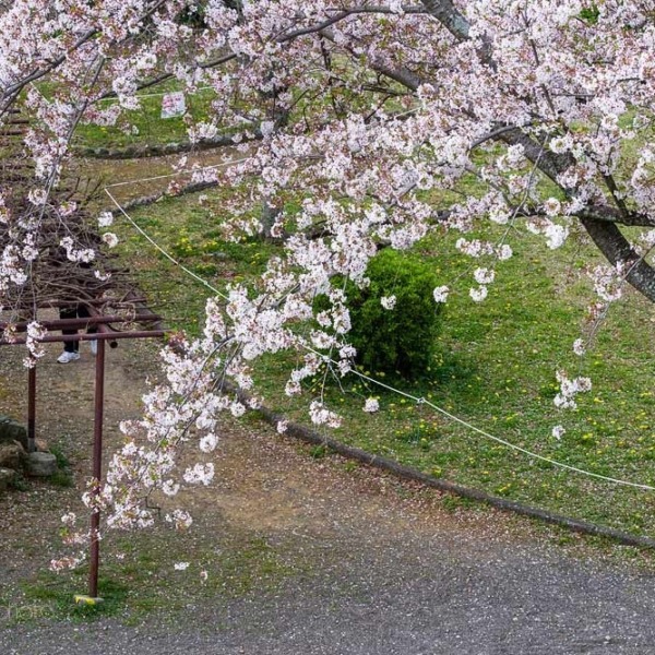 浜松城の桜 6