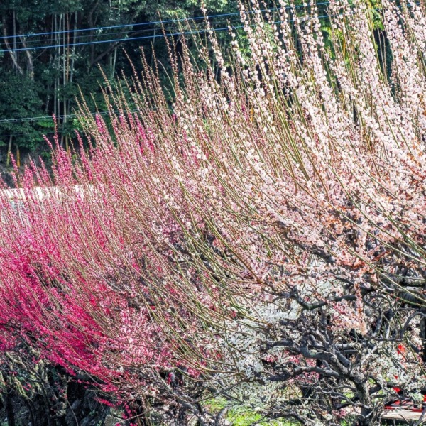 普光寺の臥龍梅