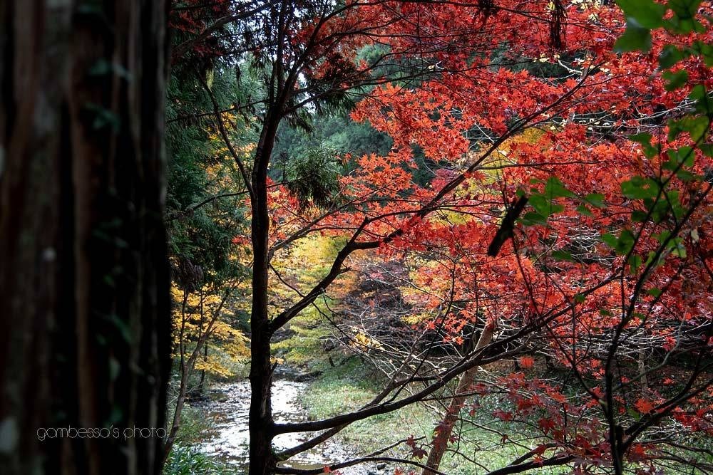 遠州の紅葉