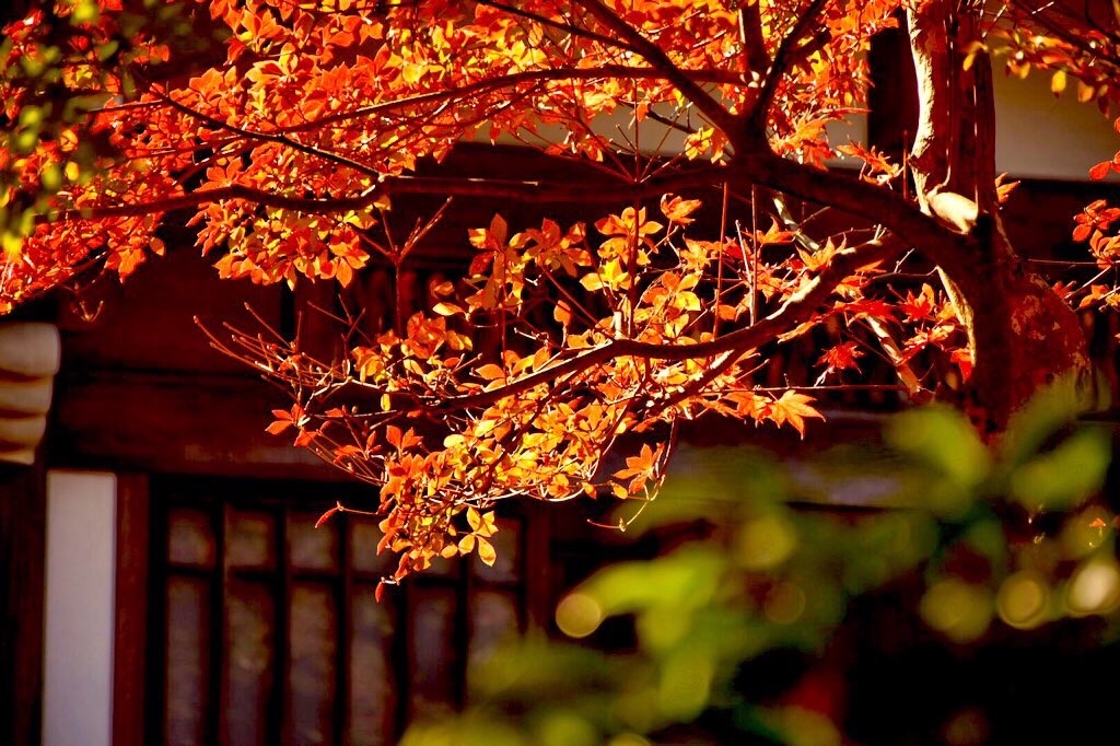 鎌倉 長寿寺の紅葉