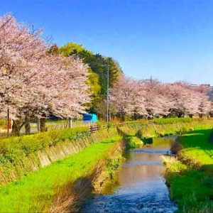 黒目川沿いの桜