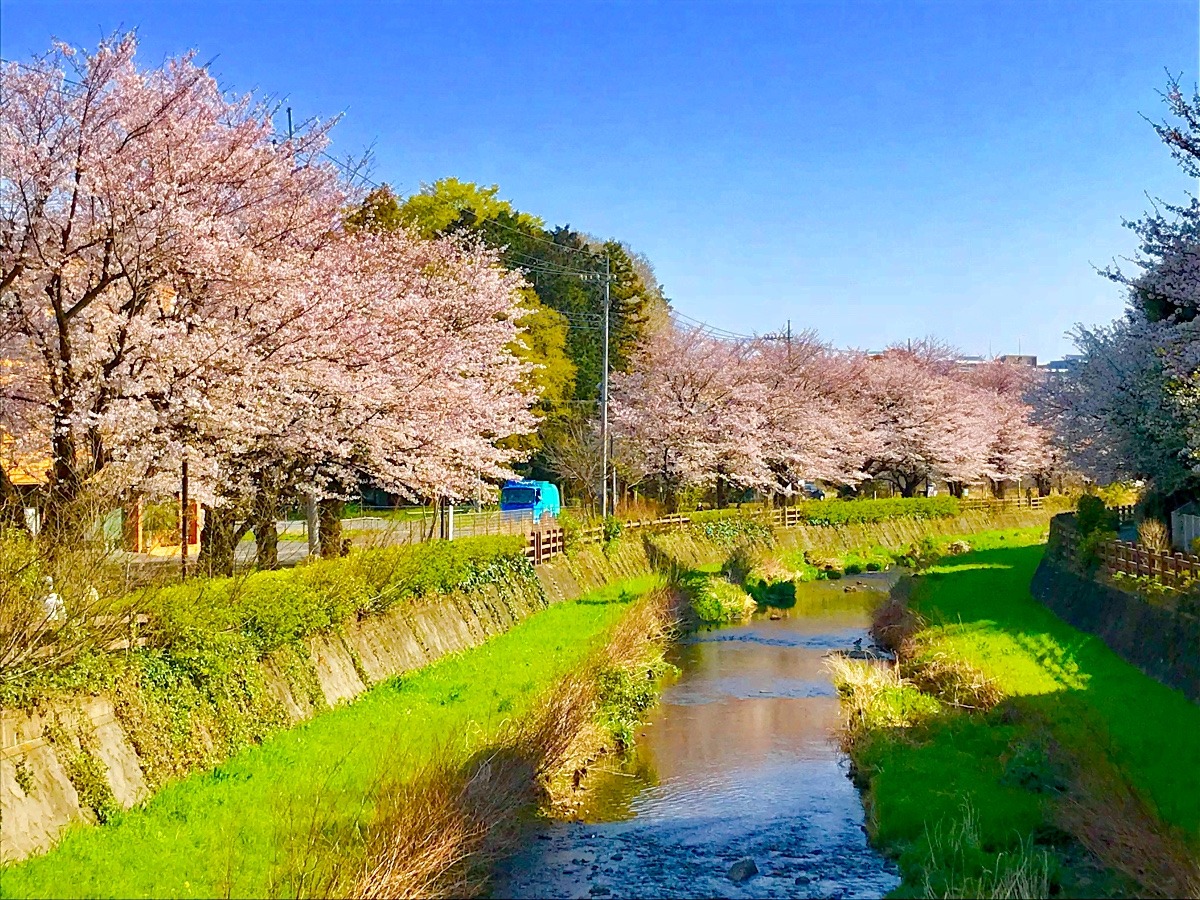 黒目川沿いの桜