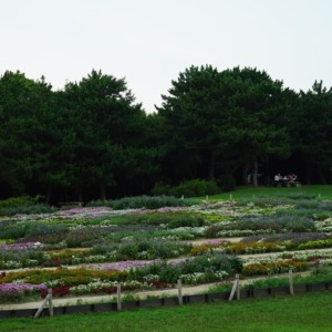 2020デザイン花壇💖:葛西臨海公園/観覧車✨
