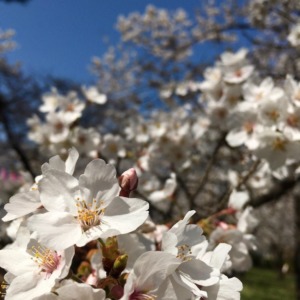 城山公園の桜