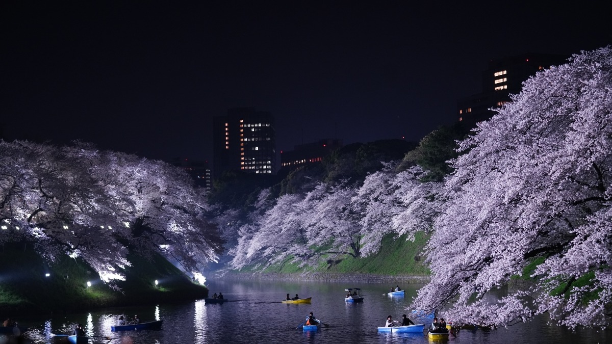 夜桜:千鳥ヶ淵公園(2019回顧編)/水上で心弾む✨