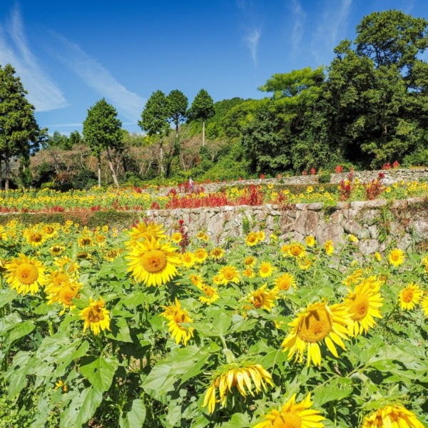 山田ひまわり園