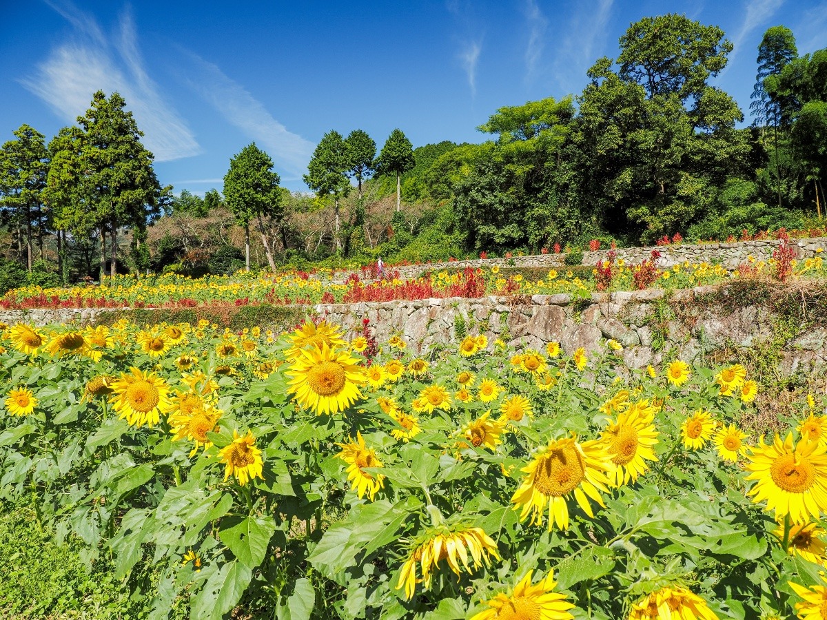 山田ひまわり園