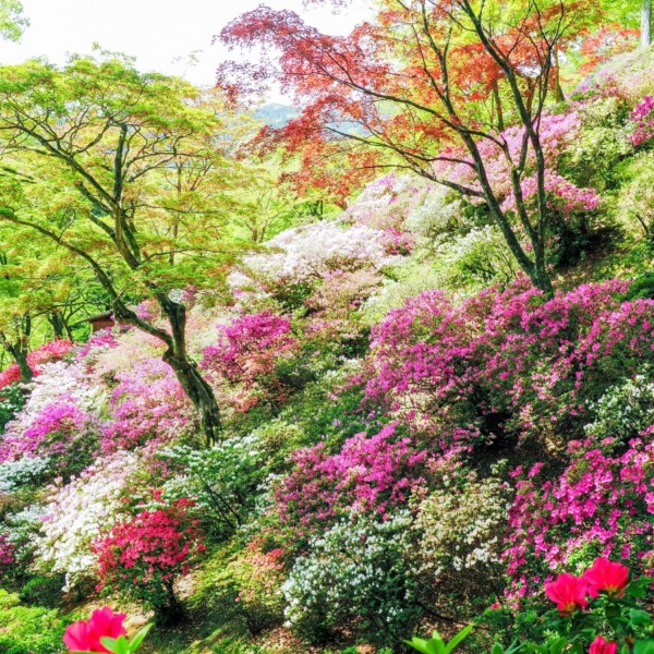 大興善寺