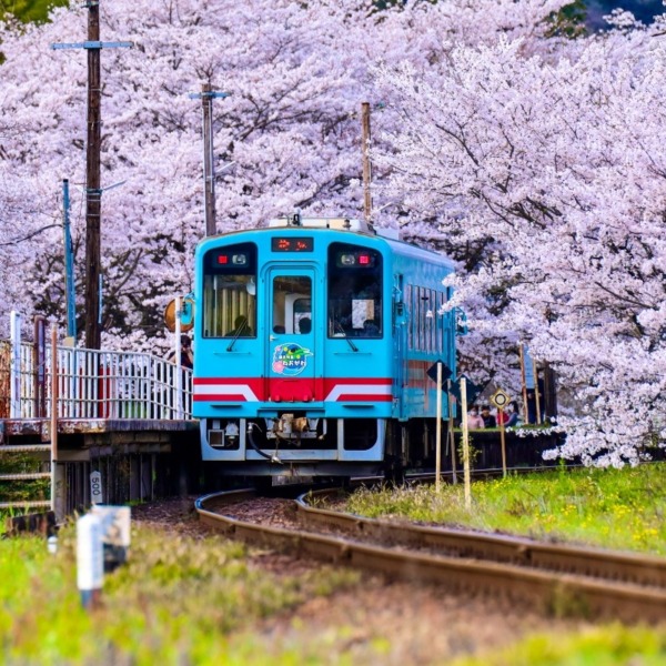 桜満開のトンネル