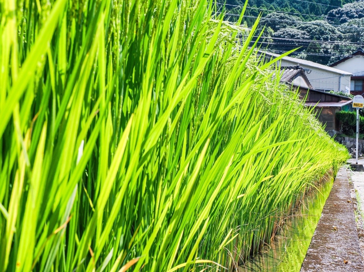 田園