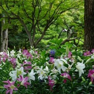 ユリシーズン2020💖彩到来:日比谷公園✨