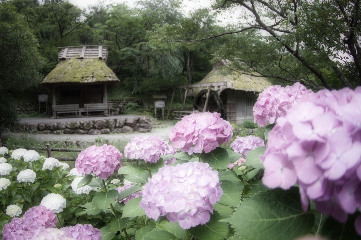 ー紫陽花と古民家ー