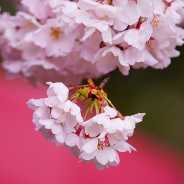 Sakura Shower2021💖新宿御苑